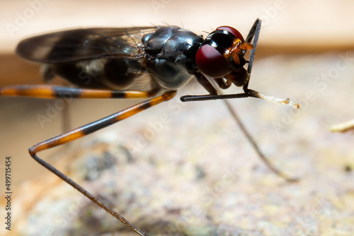 a stilt-legged fly on top of a leaf photo