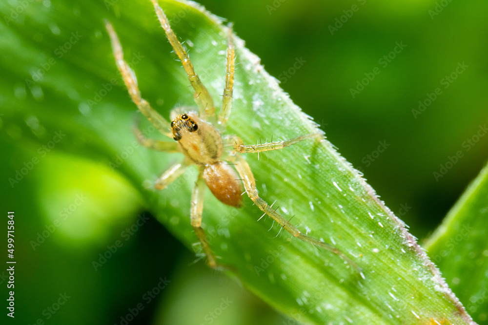 yellow spider hanging to a green leaf yellow spider hanging to a green leaf