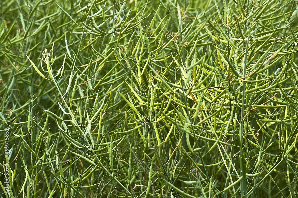 Obraz premium Rapeseed plant closeup
