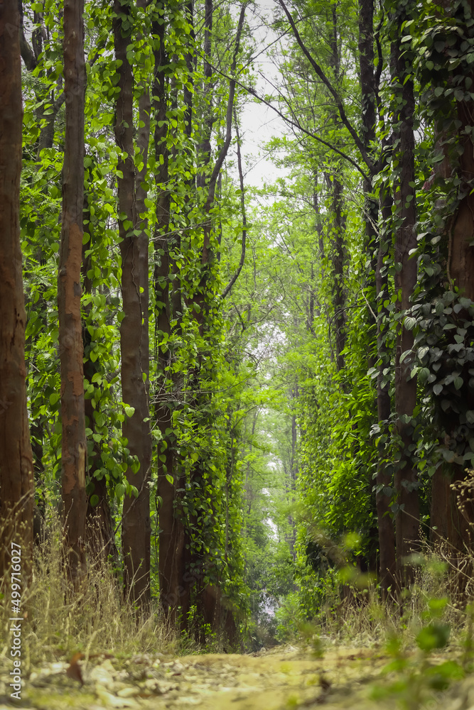 Fototapeta premium Tree in the forest 
