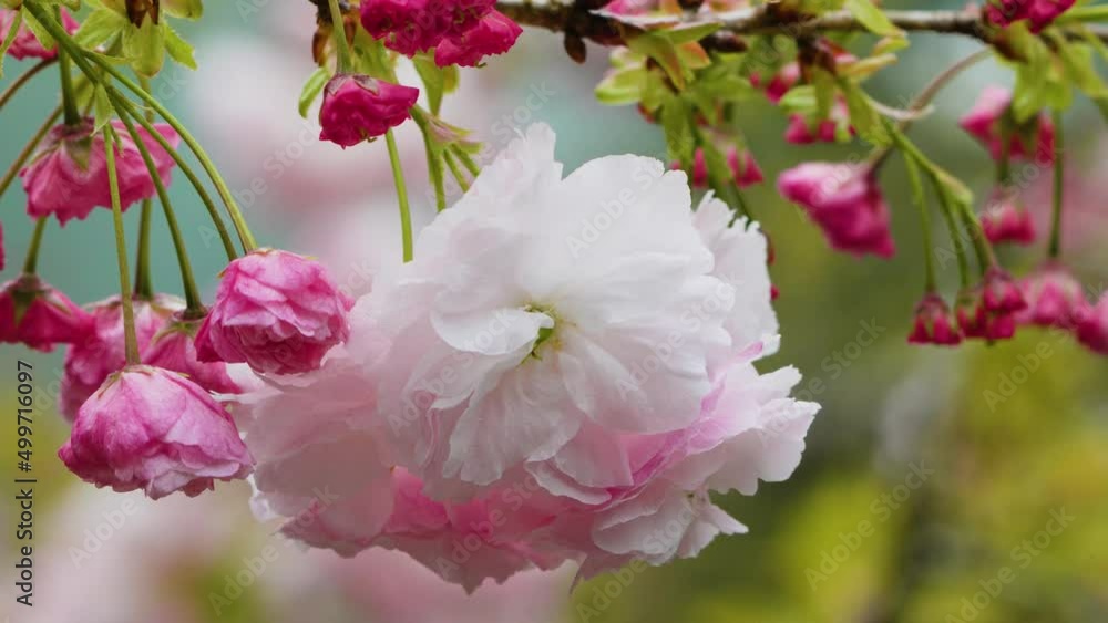 Double-Flowered Cherry blossoms in full bloom, with white and pink petals. Spring flower season, Sun-Link-Sea Forest and Nature Resort, Nantou County, Taiwan. Double-Flowered Cherry blossoms in full bloom, with white and pink petals. Spring flower season, Sun-Link-Sea Forest and Nature Resort, Nantou County, Taiwan.