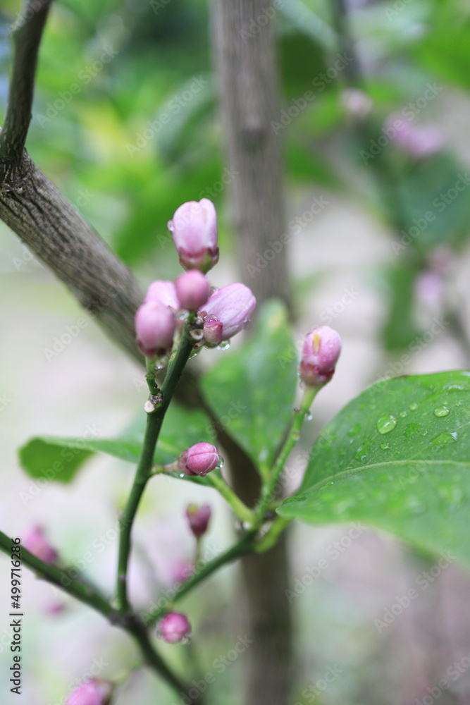 春を迎えるレモンの蕾 春を迎えるレモンの蕾