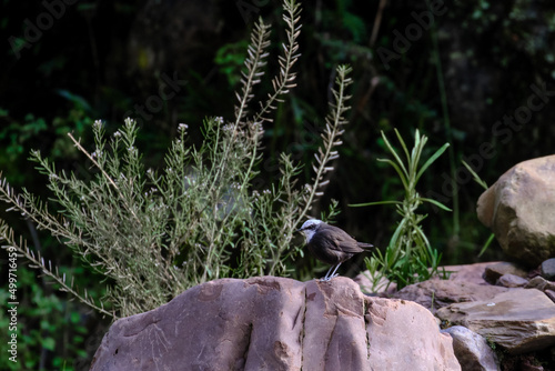 Cuadro en lienzo White capped Dipper (Cinclus leucocephalus), alone on some rocks at the foot of the river