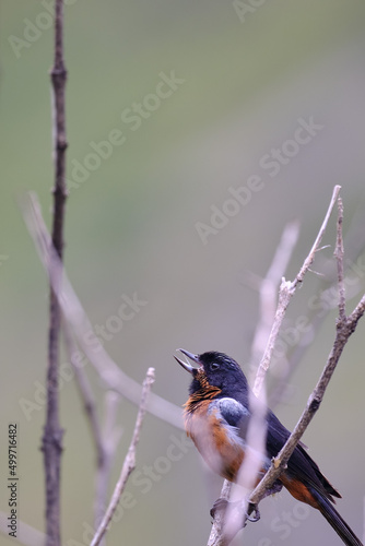 Black throated Flowerpiercer (Diglossa brunneiventris), perched and hidden among the dry branches of a bush.