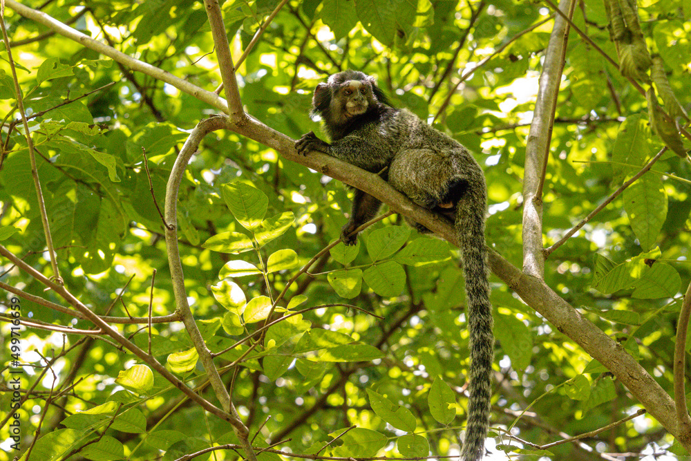 monkey in the city of Montes Claros, State of Minas Gerais, Brazil monkey in the city of Montes Claros, State of Minas Gerais, Brazil