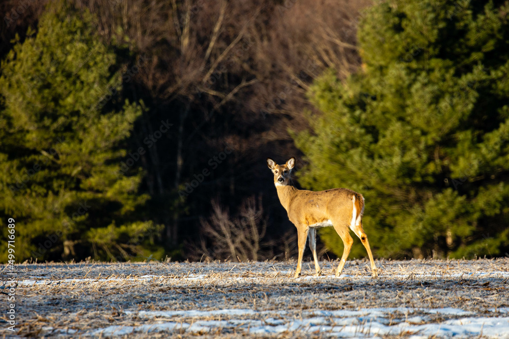 White-tailed deer (odocoileus virginianus) standing in a Wisconsin field