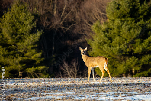 White-tailed deer (odocoileus virginianus) standing in a Wisconsin field © mtatman