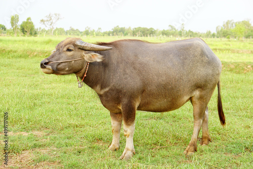 Thai buffalo walks to eat grass in a wide field.