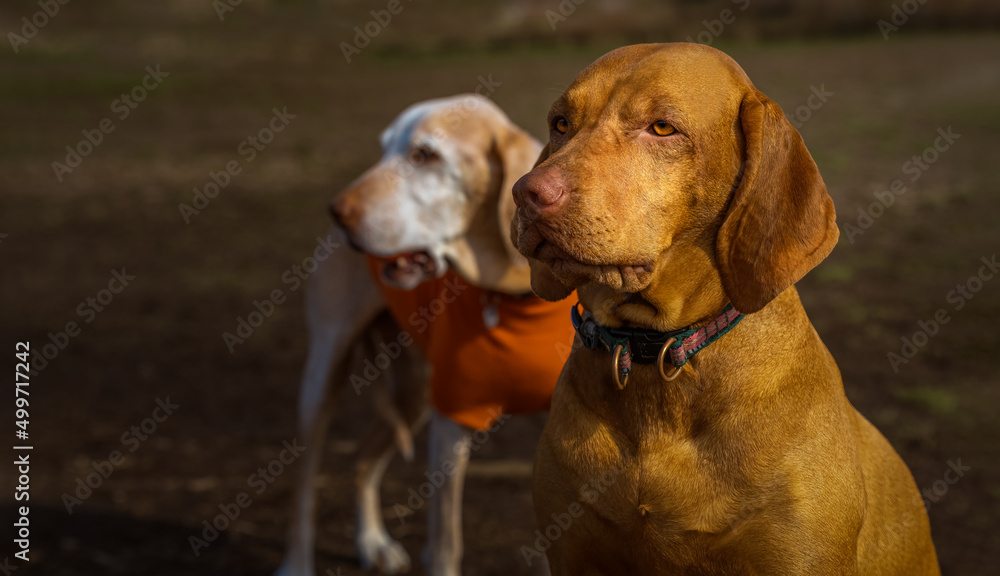 2022-04-18 A YOUNG VIZSLA SITTING AND STARING OUT WITH A BLURRED OUT FRIEND THAT PASSED IN THE BACKGROUND AT THE OFF LEASH DOG PARK IN REDMOND WASHINGTON