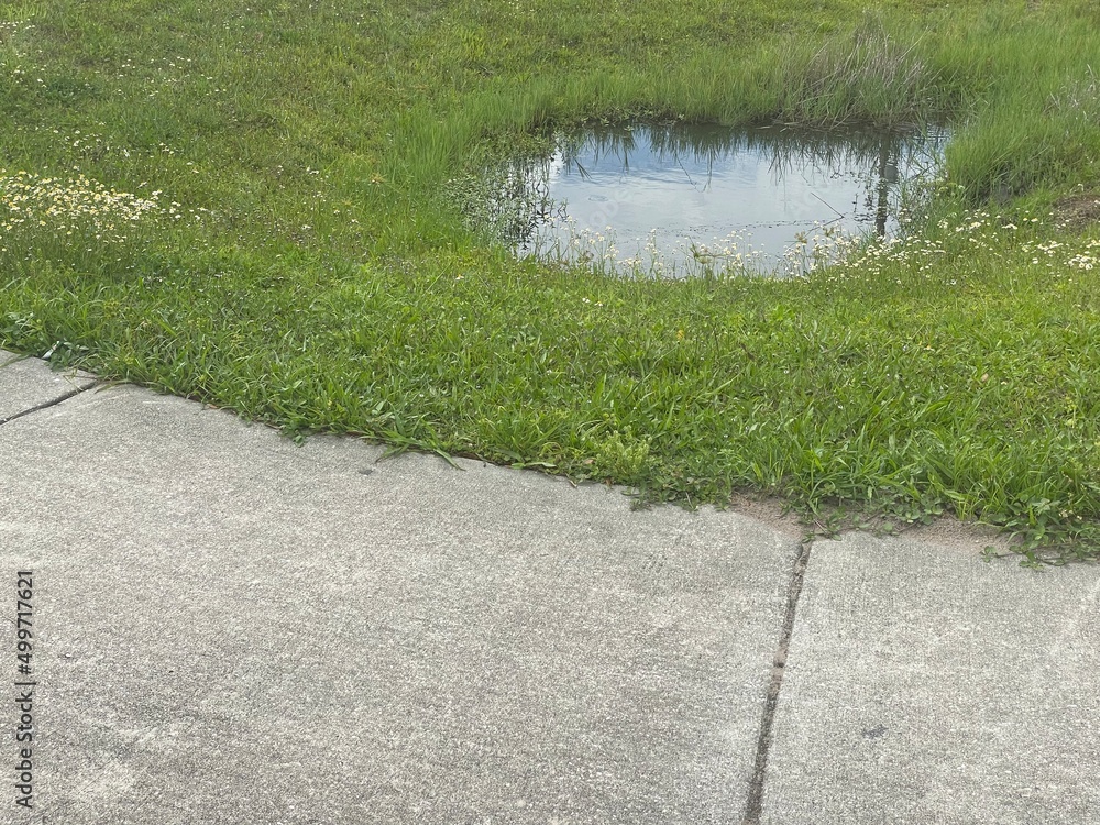 Obraz premium path in the grass