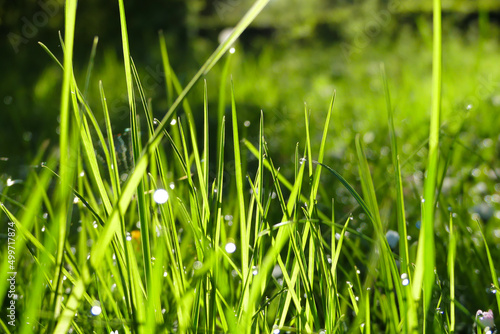 Close up of blades of green grass in the sun. Grass or lawn in macro photography. Selective focus.