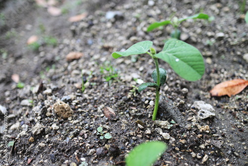 成長を始めた枝豆の苗