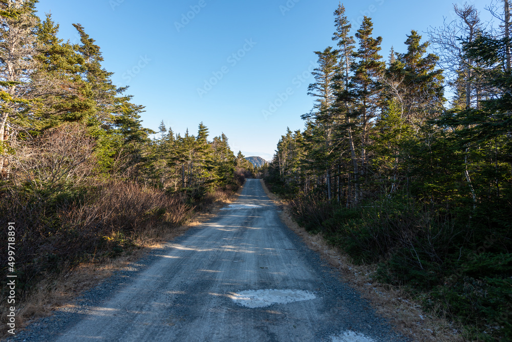 A long and straight gravel road that runs into a forest of trees. The tall luscious trees are in full bloom. The trees have lots of green leaves. The road has tire truck patterns in the gravel dirt. A long and straight gravel road that runs into a forest of trees. The tall luscious trees are in full bloom. The trees have lots of green leaves. The road has tire truck patterns in the gravel dirt.