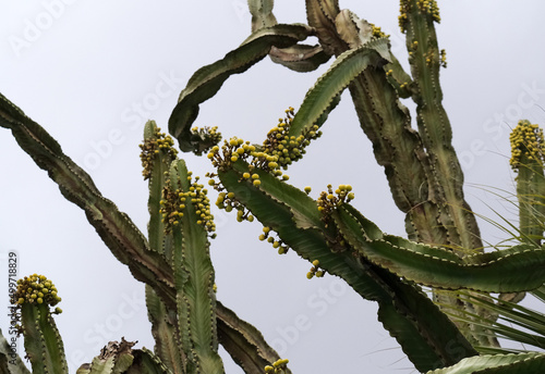 Ornamental exotic plant Euphorbia Great