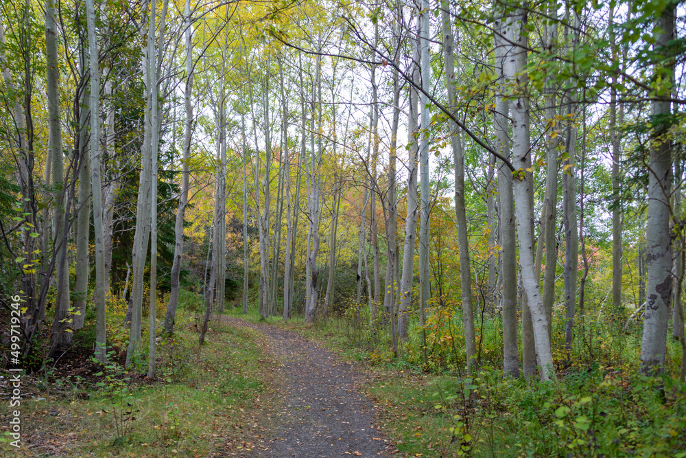 A hiking trail through the thick woods of birch trees in summer. The leaves on the trees are a vibrant green. The ground is covered in dead orange leaves. The sky is grey and clear. A hiking trail through the thick woods of birch trees in summer. The leaves on the trees are a vibrant green. The ground is covered in dead orange leaves. The sky is grey and clear.