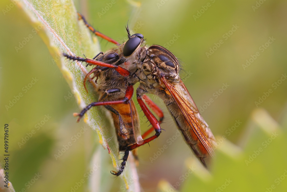 Robber or Assassin Fly with Honey Bee prey Robber or Assassin Fly with Honey Bee prey
