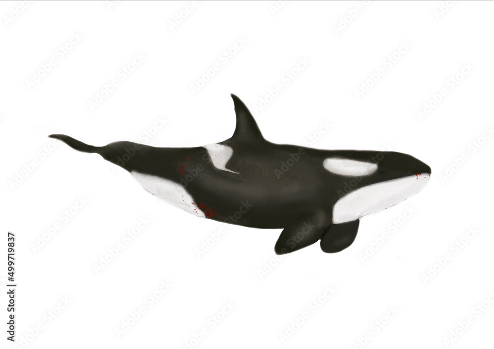 ballena, orca, vida de mar, agua, marítimo, ecología, submarina, animal, ilustración, marino ballena, orca, vida de mar, agua, marítimo, ecología, submarina, animal, ilustración, marino
