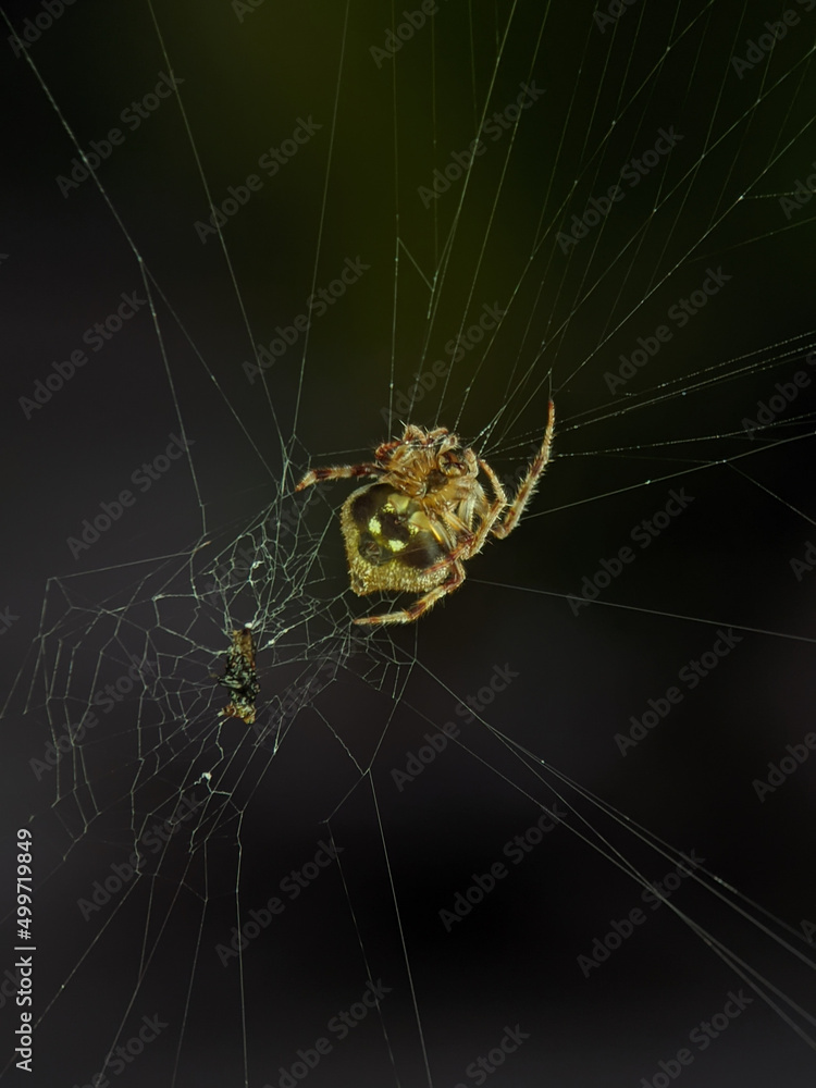 The spider species Araneus diadematus is resting in its nest.