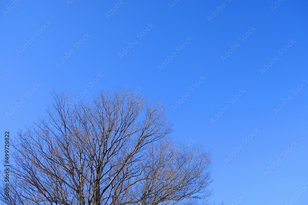 早春の欅と青空 早春の欅と青空