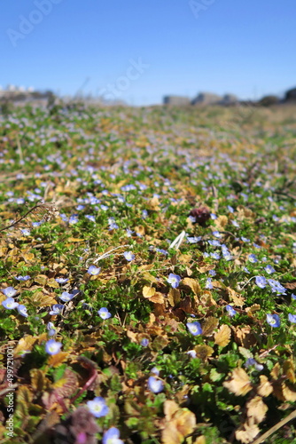 オオイヌノフグリ咲く畦の法面風景