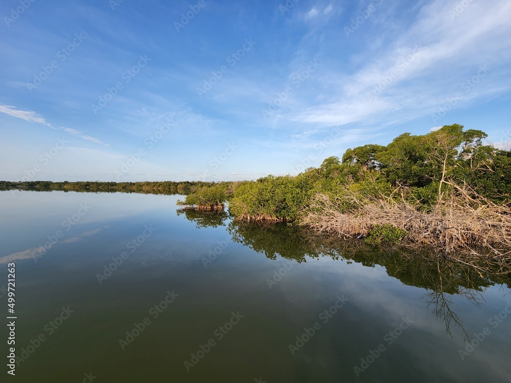 Red mangroves on shore of West Lake in Everglades National Park, Florida in early morning light..