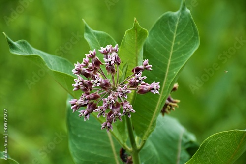 milkweed in bloom