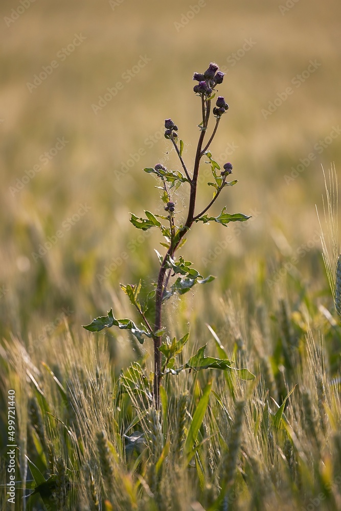 Weed plant growing Weed plant growing