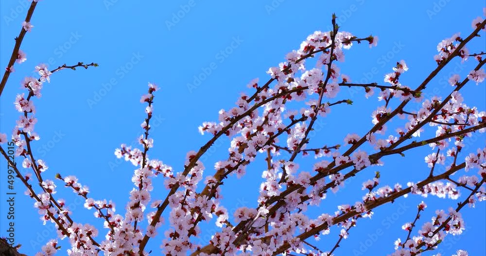 rural scene summer flora background grass with seed heads in a meadow blowing Summer meadow with long grass