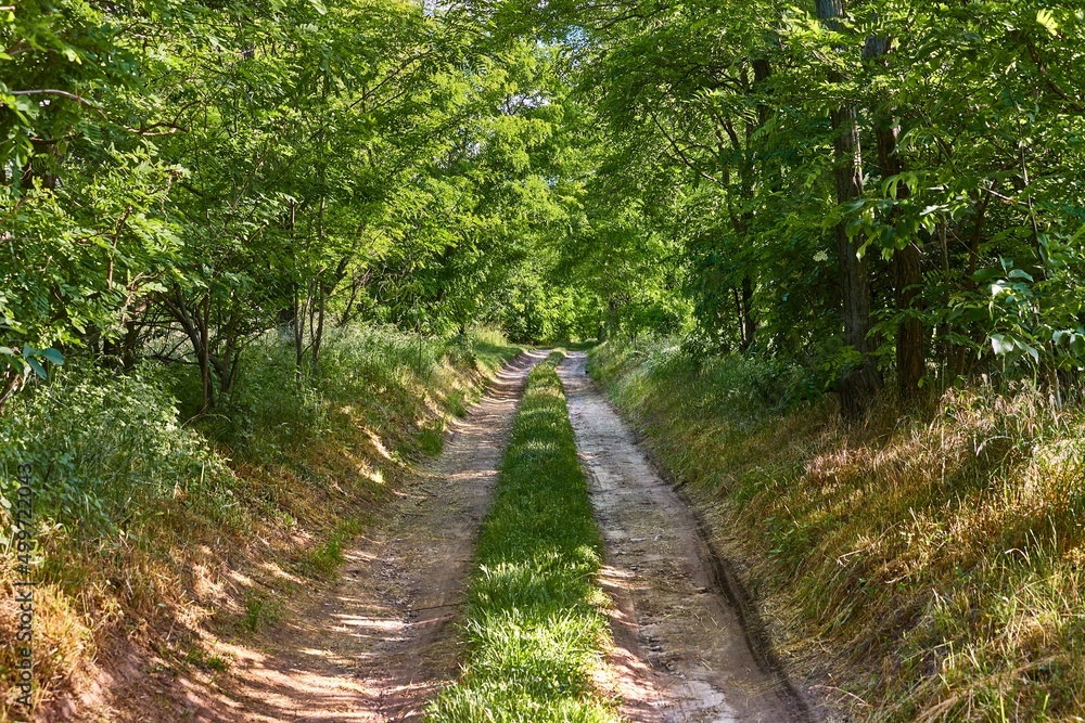 Forest walking route