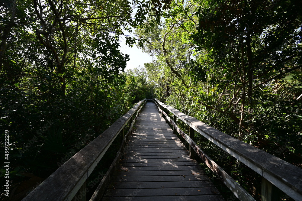 Mahogany Hammock boardwalk through natural hardwood hammock in Everglades National Park, Florida.