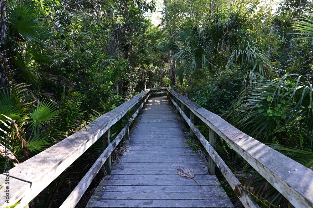 Mahogany Hammock boardwalk through natural hardwood hammock in Everglades National Park, Florida.