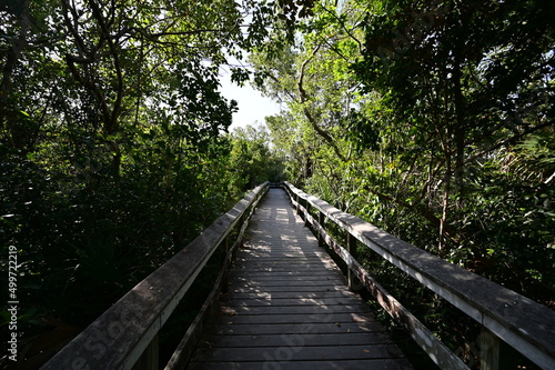 Mahogany Hammock boardwalk through natural hardwood hammock in Everglades National Park  Florida.