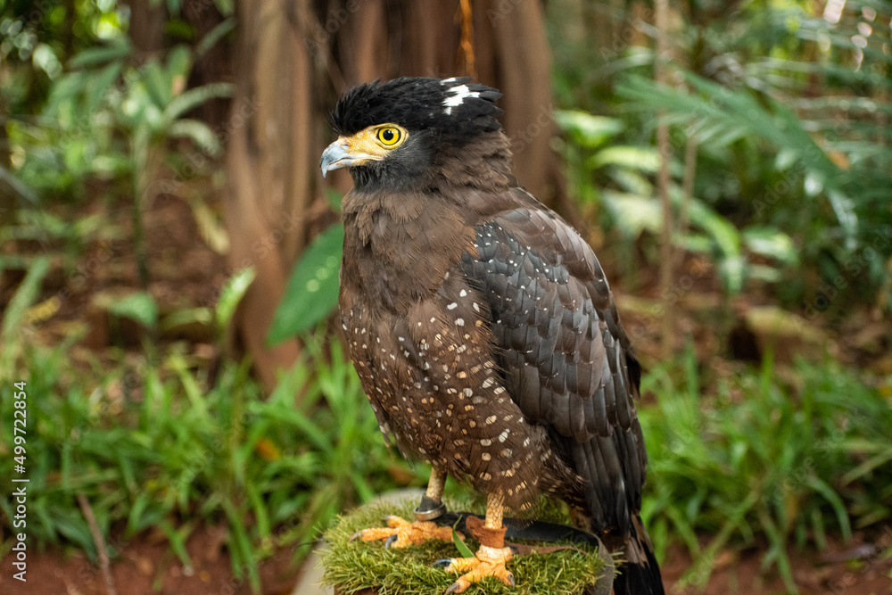 Fototapeta premium Red Tailed Hawk