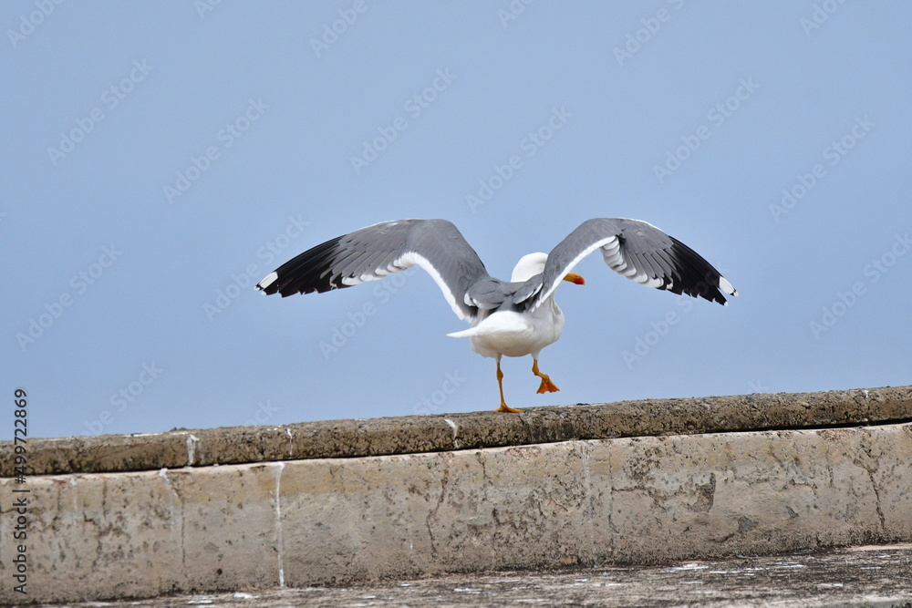 GAVIOTA PATIAMARILLA