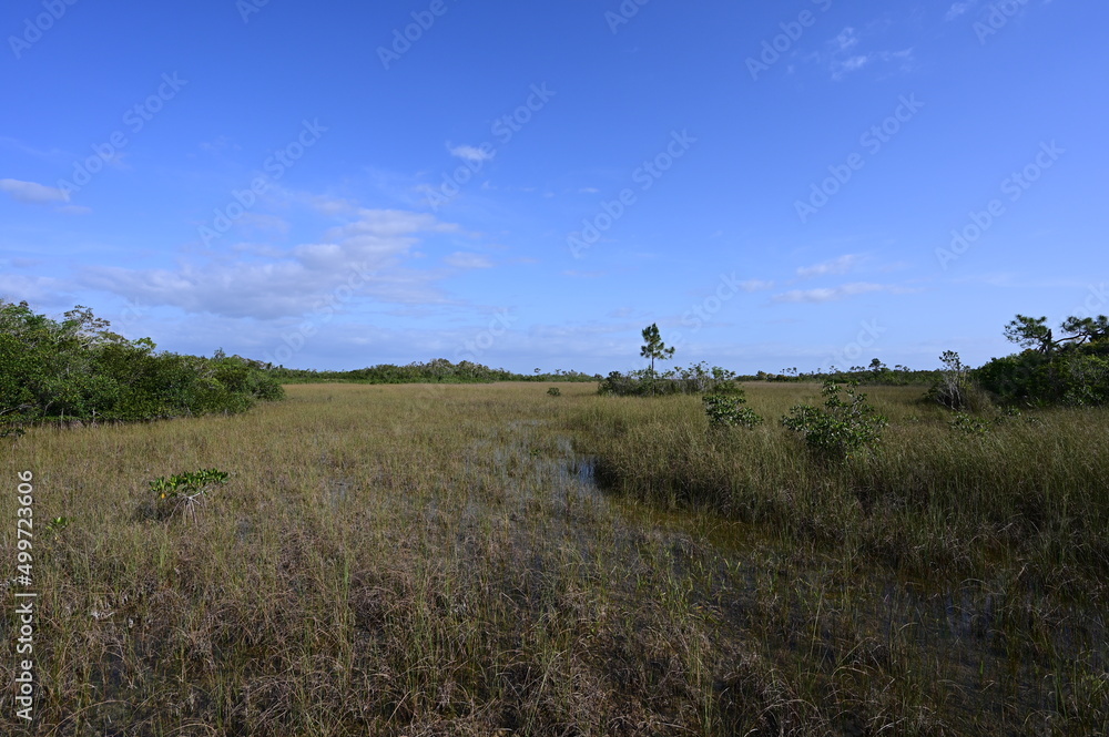 Sawgrass prairie in Everglades National Park, Florida, in early morning light.