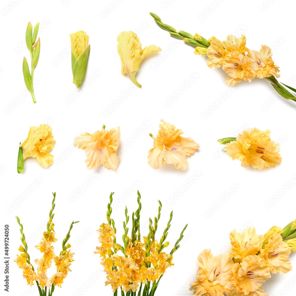 Set of beautiful yellow gladiolus flowers isolated on white