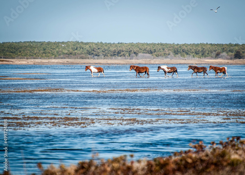 Chincoteague Ponies walking in water photo