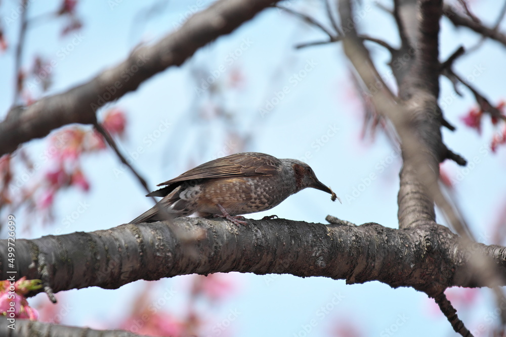 Obraz premium ヒヨドリと桜