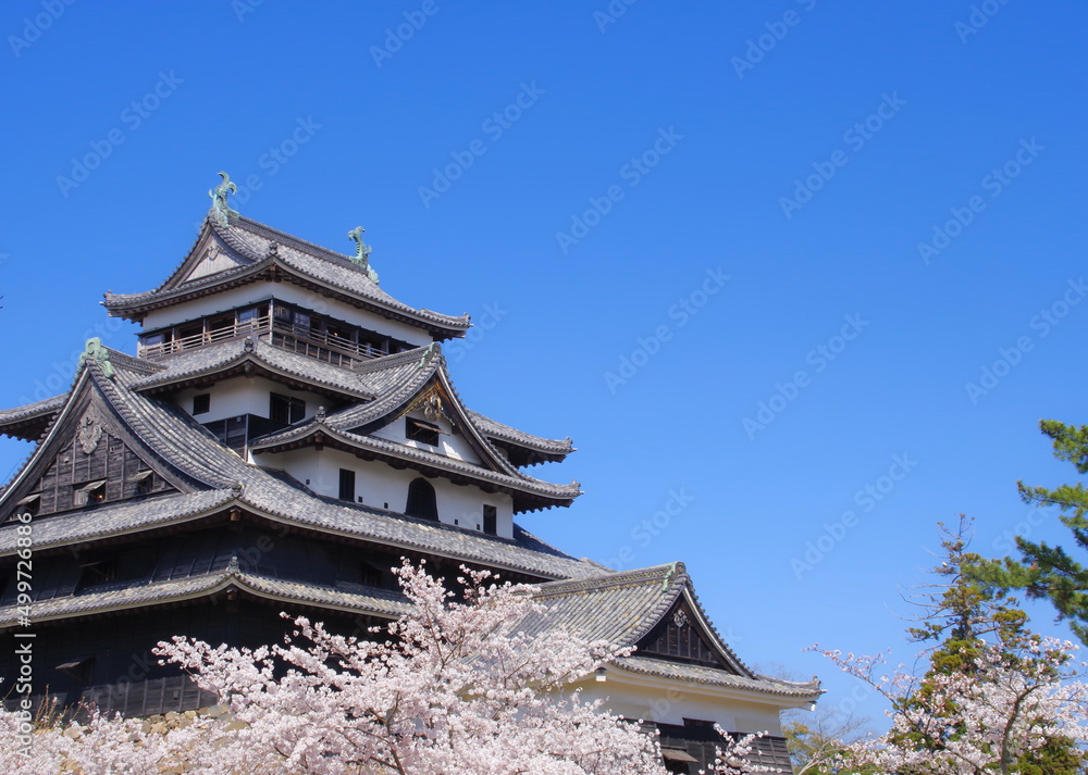 春の松江城 春の松江城