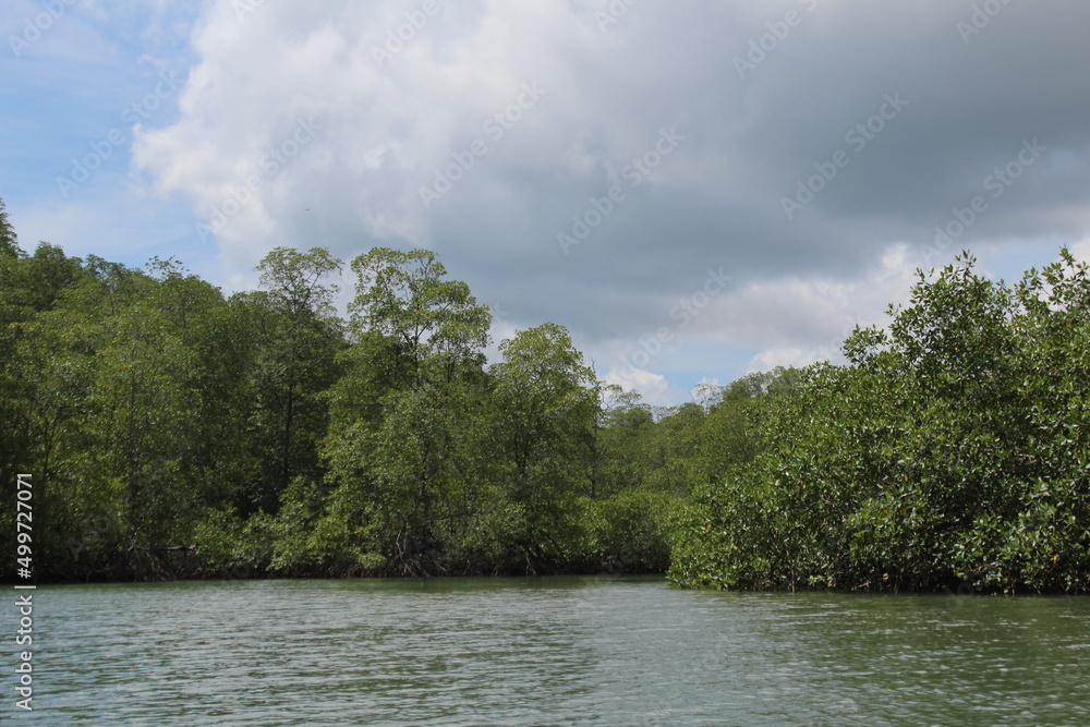 Mangrove forests from Golfo Dulce in the Osa Peninsula of Costa Rica Mangrove forests from Golfo Dulce in the Osa Peninsula of Costa Rica