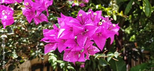 flowers in the garden