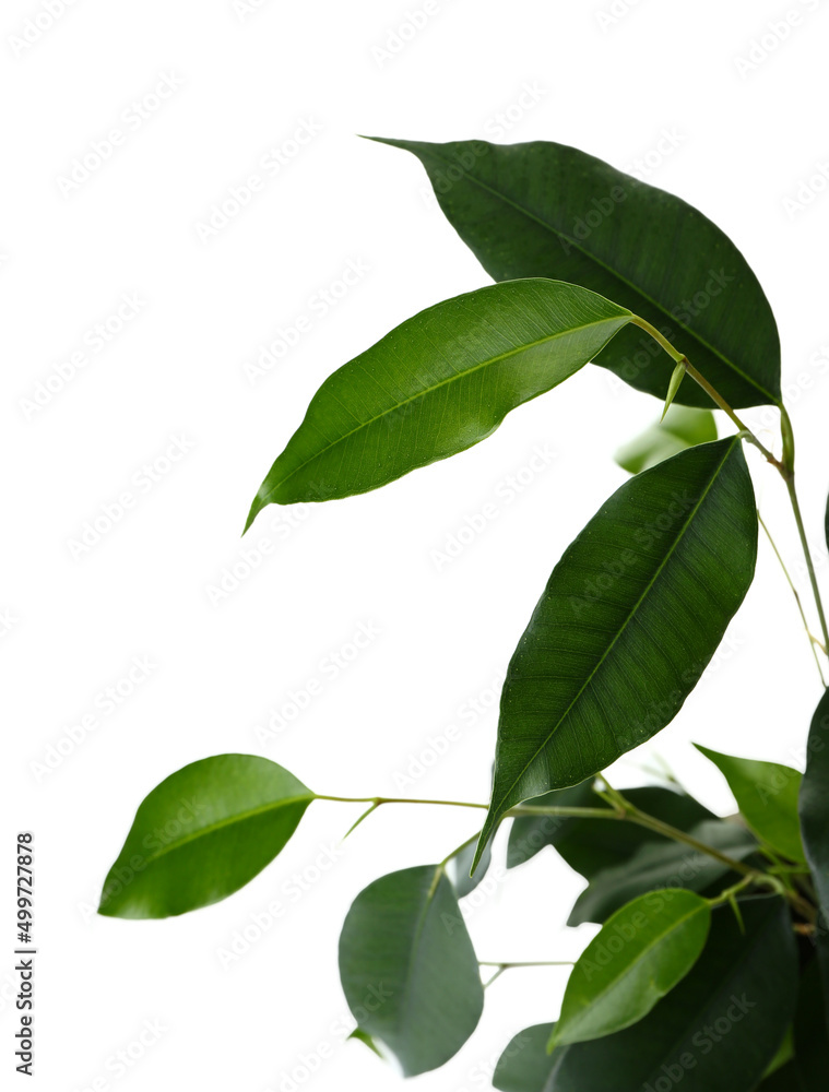 Ficus benjamina on white background, closeup