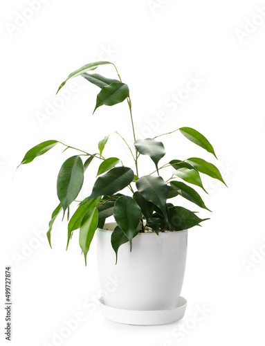 Wallpaper Mural Ficus benjamina in pot on white background Torontodigital.ca