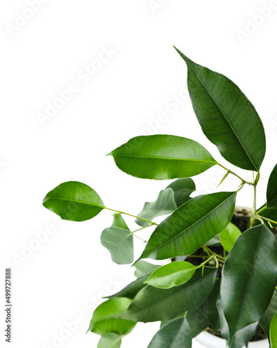 Ficus benjamina in pot on white background, closeup