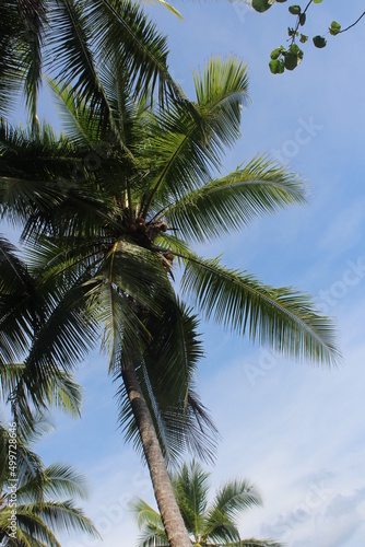 Palm tree from Costa Rican beaches
