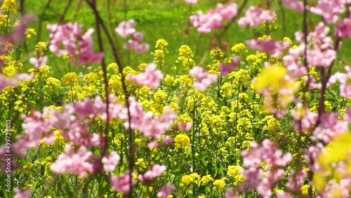 風にゆれる枝垂桜と菜の花　阿蘇