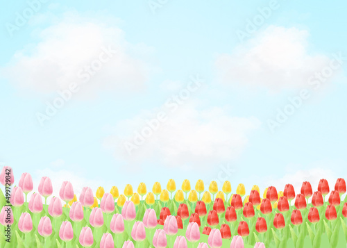 青空とチューリップ畑の風景／Landscape of blue sky and tulip fields