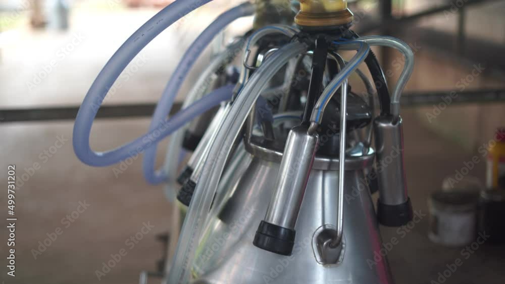 Cow milking machine is working in a dairy cow farm. Cow milking machine is working in a dairy cow farm.