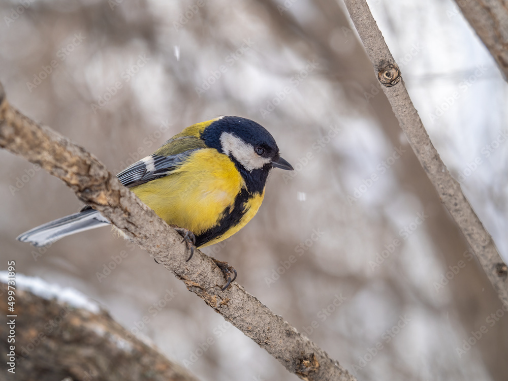 Cute bird Great tit, songbird sitting on a branch without leaves in the autumn or winter. Cute bird Great tit, songbird sitting on a branch without leaves in the autumn or winter.