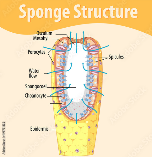Diagram showing structure of sponge